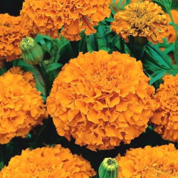 Marigold Deep Orange semena - Tagetes erecta - 300 semen