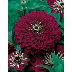 大丽花花百日草“紫罗兰女王” -  120粒种子 - Zinnia elegans fl. pl. Dahliaeflora - 種子