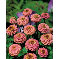Puikioji gvaizdūnė - Liliput Salmon Gem - 81 sėklos - Zinnia elegans
