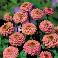 Puikioji gvaizdūnė - Liliput Salmon Gem - 81 sėklos - Zinnia elegans