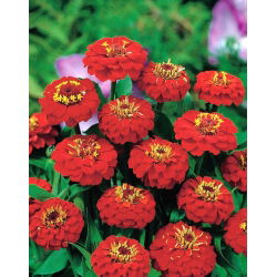 ดอกบานชื่น "Liliput Scarlet Gem" - สีแดง - 81 เมล็ด - Zinnia elegans