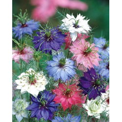 Juffertje - in - het - groen - 1500 zaden - Nigella damascena