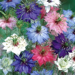 Juffertje - in - het - groen - 1500 zaden - Nigella damascena