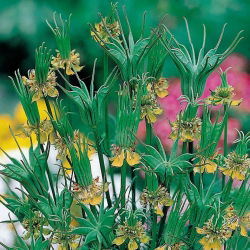 Nigella, Gele Venkel Bloemzaden - Nigella orientalis - 250 zaden
