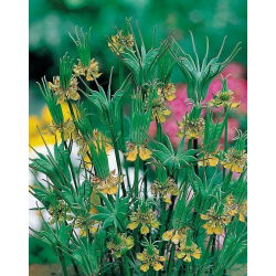 Nigella, Gele Venkel Bloemzaden - Nigella orientalis - 250 zaden
