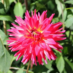 Cactus Dahlia - mix de varietate - 120 de semințe - Dahlia pinnata flore pleno