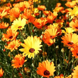 Glandular Cape marigold, Namaqualand daisy, Orange Namaqualand daisy, Dimorphoteca sinuata syn. Dimorphoteca aurantiaca - 450 seemnet - Dimorphotheca aurantiaca - seemned