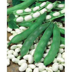 Pole Bean frø - Phaseolus coccineus