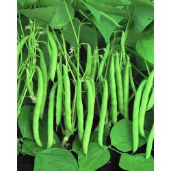 Đậu xanh "Bộ xử lý" - giống sớm - Phaseolus vulgaris L. - hạt