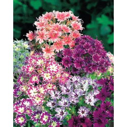 Drummondin Phlox Twinkle Star -siemenet - Phlox drummonda cuspidata nana - 500 siemeniä - Phlox drummondii cuspidata var. Stellaris