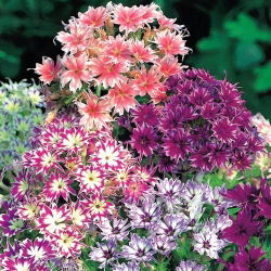 Drummondin Phlox Twinkle Star -siemenet - Phlox drummonda cuspidata nana - 500 siemeniä - Phlox drummondii cuspidata var. Stellaris