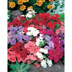 Phlox anual, Phlox de Drummond - mezcla de variedades de bajo crecimiento - 500 semillas - Phlox drummondi