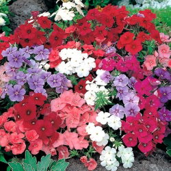 Phlox anual, Phlox de Drummond - mezcla de variedades de bajo crecimiento - 500 semillas - Phlox drummondi