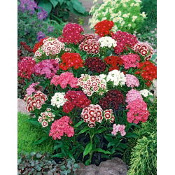Édes William mag - Dianthus barbatus - 900 mag - magok