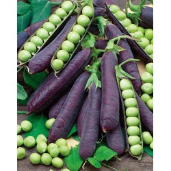 Pisello - Desiree - Pisum sativum - semi