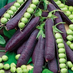 Pisello - Desiree - Pisum sativum - semi