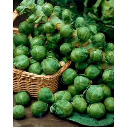 Брюссельська капуста Насіння казіопеї - Brassica oleracea convar.oleracea var.gemmifera - 640 насіння \ t - Brassica oleracea var. gemmifera