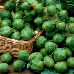 Брюссельська капуста Насіння казіопеї - Brassica oleracea convar.oleracea var.gemmifera - 640 насіння \ t - Brassica oleracea var. gemmifera