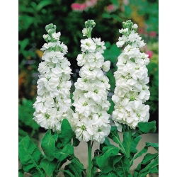 Cổ phiếu mùa hè trắng, cổ phiếu Tenweek "Excelsior" - 300 hạt - Matthiola incana annua