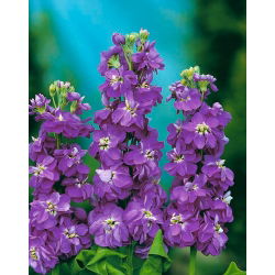 Lily-blue cổ phiếu "Excelsior"; cổ phiếu mười tuần - 300 hạt giống - Matthiola incana annua