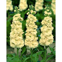 Cổ phiếu màu vàng "Excelsior"; cổ phiếu mười tuần - 300 hạt giống - Matthiola incana annua