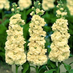 Cổ phiếu màu vàng "Excelsior"; cổ phiếu mười tuần - 300 hạt giống - Matthiola incana annua