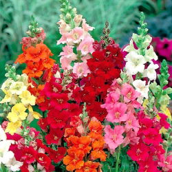 Felles snapdragon med trompetformede blomster "Trompet Serenade" - 740 frø - Antirrhinum majus nanum Trumpet Serenade