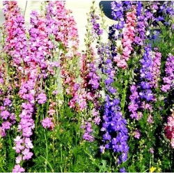 Hạt hỗn hợp Rocket Larkspur - Delphinium ajacis hyacinthiflorum fl. pl. - 500 hạt