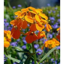 סיבירי זרעי חמניות - Erysimum allionii - Erysimum x marshalli - זרעים