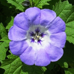 Nikandra - Nicandra physalodes - Crește până la 90 cm, ideal pentru grădinile sălbatice - Semințe proaspete