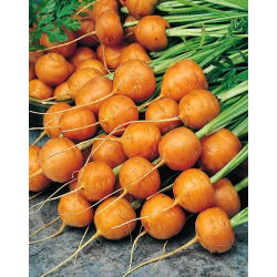 Porkkana - Paiser Markt 4 - Daucus carota ssp. sativus  - siemenet