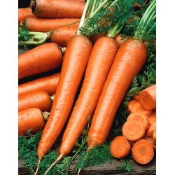 Carrot 'Flakkese 2', Trophy-Zif - tip târziu, foarte productiv -  Daucus carota - semințe
