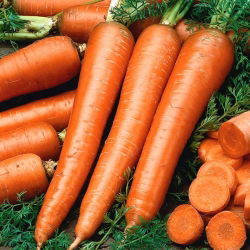Carrot 'Flakkese 2', Trophy-Zif - tip târziu, foarte productiv -  Daucus carota - semințe