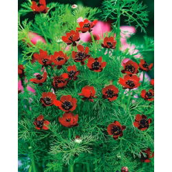 Pheasant's Eye-zaden - Adonis aestivalis - 110 zaden