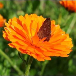 Семена от Калипер - Календула лекарствена - 360 семена - Calendula officinalis