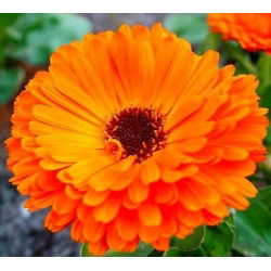 Семена от Калипер - Календула лекарствена - 360 семена - Calendula officinalis