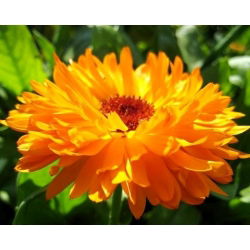 Семена от Калипер - Календула лекарствена - 360 семена - Calendula officinalis