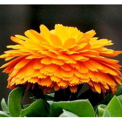 Семена от Калипер - Календула лекарствена - 360 семена - Calendula officinalis