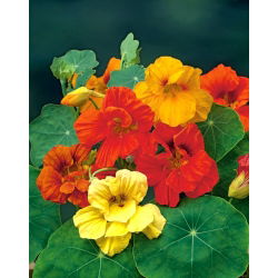 Mešana semena dvojnega palčka Nasturtium - Tropaeolum fl. pl. Nanum - 24 semen