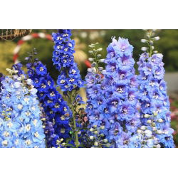 Vườn larkspur - hỗn hợp đa dạng - 225 hạt - Delphinium x. cultorum.