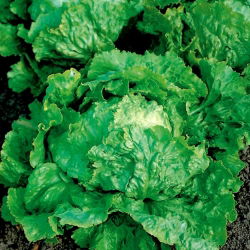 Ledena salata "Doree de Printemps" - hrskava, velike glave - 400 sjemenki - Lactuca sativa L.  - sjemenke