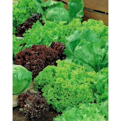 Aedsalat - segu - seemnelint - Lectuca sativa  - seemned
