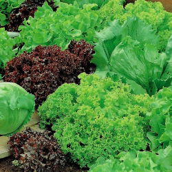 Aedsalat - segu - seemnelint - Lectuca sativa  - seemned