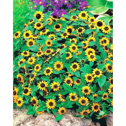 Merayap biji Zinnia - Sanvitalia procumbens - 570 biji