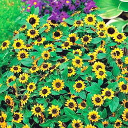 Merayap biji Zinnia - Sanvitalia procumbens - 570 biji