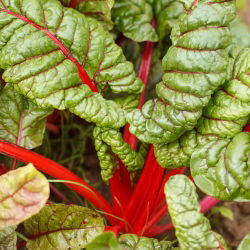 Kırmızı pazı "Ravent" - 225 tohum - Beta vulgaris var. cicla.  - tohumlar