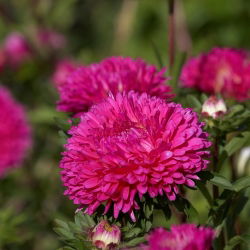 Dwarf Aster Milady Rose zaden - Callistephus chinensis - 500 zaden