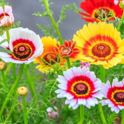 Crisantemo carenato tricolore - Rainbow - Miscuglio - Chrysanthemum tricolor - Spettacolo da giardino vibrante - Semi Freschi