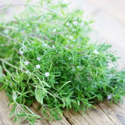 Ajedrea de jardín - Satureja hortensis - Hierba aromática para sabores gourmet - Semillas frescas