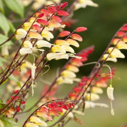 Firecracker Vine, Spanish Flag seeds - Mina Lobata - 6 semen - Ipomoea lobata - semena